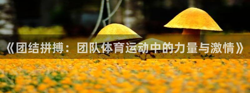 竞技宝官网测速站网址：《团结拼搏：团