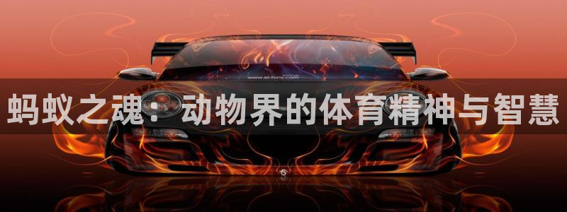  竞技宝官网one：蚂蚁之魂：动物界的体育精神与智慧